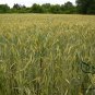 Hordeum Vulgare, Barley Grain Seed 2000 PCS, Da Mai