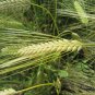Hordeum Vulgare, Barley Grain Seed 2000 PCS, Da Mai