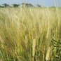 Hordeum Vulgare, Barley Grain Seed 2000 PCS, Da Mai