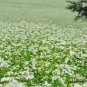 Fagopyrum Esculentum, Common Buckwheat Seed 2000 PCS, Qiao Mai