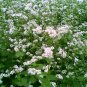 Fagopyrum Esculentum, Common Buckwheat Seed 2000 PCS, Qiao Mai