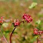 Fagopyrum Esculentum, Common Buckwheat Seed 2000 PCS, Qiao Mai
