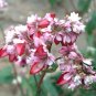 Fagopyrum Esculentum, Common Buckwheat Seed 2000 PCS, Qiao Mai