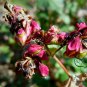 Fagopyrum Esculentum, Common Buckwheat Seed 2000 PCS, Qiao Mai
