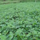 Chinese Groundnut, Arachis Hypogaea Seed 200 PCS, White Peanut Bai Hua Sheng
