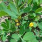 Chinese Groundnut, Arachis Hypogaea Seed 200 PCS, White Peanut Bai Hua Sheng