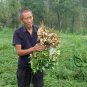 Chinese Groundnut, Arachis Hypogaea Seed 200 PCS, White Peanut Bai Hua Sheng