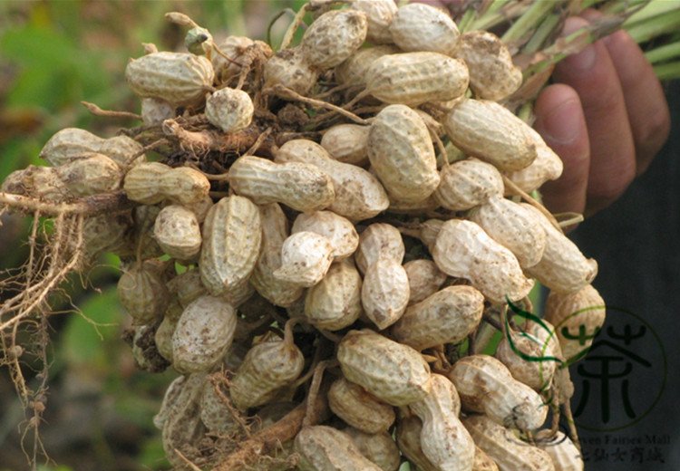 Chinese Groundnut, Arachis Hypogaea Seed 200 PCS, White Peanut Bai Hua ...