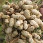 Chinese Groundnut, Arachis Hypogaea Seed 200 PCS, White Peanut Bai Hua Sheng