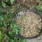 Chinese Groundnut, Arachis Hypogaea Seed 200 PCS, White Peanut Bai Hua Sheng
