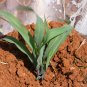 Black Maize, Sweet Corn Seed 300 PCS, Zea Mays Hei Yumi