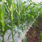 Black Maize, Sweet Corn Seed 300 PCS, Zea Mays Hei Yumi