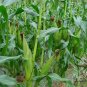Black Maize, Sweet Corn Seed 300 PCS, Zea Mays Hei Yumi