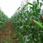 Black Maize, Sweet Corn Seed 300 PCS, Zea Mays Hei Yumi