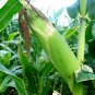 Black Maize, Sweet Corn Seed 300 PCS, Zea Mays Hei Yumi