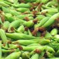Black Maize, Sweet Corn Seed 300 PCS, Zea Mays Hei Yumi