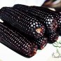 Black Maize, Sweet Corn Seed 300 PCS, Zea Mays Hei Yumi