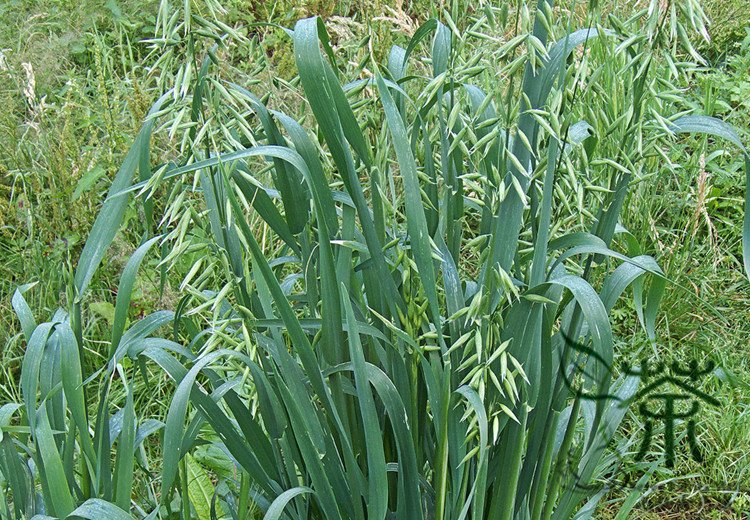 Avena Sativa, Common Oat Seed 2000 PCS, Yan Mai
