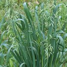 Avena Sativa, Common Oat Seed 2000 PCS, Yan Mai
