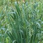 Avena Sativa, Common Oat Seed 2000 PCS, Yan Mai