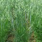 Avena Sativa, Common Oat Seed 2000 PCS, Yan Mai