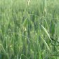 Avena Sativa, Common Oat Seed 2000 PCS, Yan Mai