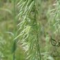 Avena Sativa, Common Oat Seed 2000 PCS, Yan Mai