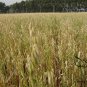 Avena Sativa, Common Oat Seed 2000 PCS, Yan Mai