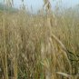 Avena Sativa, Common Oat Seed 2000 PCS, Yan Mai