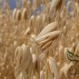 Avena Sativa, Common Oat Seed 2000 PCS, Yan Mai