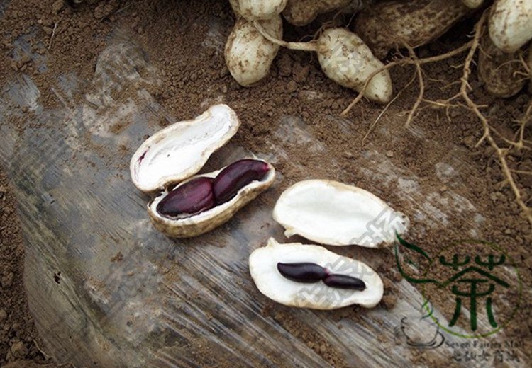 Arachis Hypogaea, Se-enriched Black Peanut Seed 200 PCS, Groundnut Hei Hua Sheng