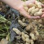 Arachis Hypogaea, Se-enriched Black Peanut Seed 200 PCS, Groundnut Hei Hua Sheng