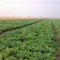 Arachis Hypogaea, Red Peanut Seed 200 PCS, Chinese Groundnut Hong Hua Sheng