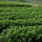 Arachis Hypogaea, Red Peanut Seed 200 PCS, Chinese Groundnut Hong Hua Sheng