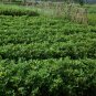 Arachis Hypogaea, Red Peanut Seed 200 PCS, Chinese Groundnut Hong Hua Sheng