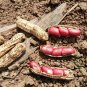 Arachis Hypogaea, Red Peanut Seed 200 PCS, Chinese Groundnut Hong Hua Sheng