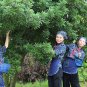 Myrica Rubra, Chinese Bayberry Seed 200 PCS, Red Bayberry Yangmei