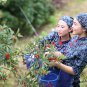 Myrica Rubra, Chinese Bayberry Seed 200 PCS, Red Bayberry Yangmei