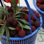 Myrica Rubra, Chinese Bayberry Seed 200 PCS, Red Bayberry Yangmei