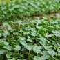 Tsamma Melon, Citrullus Lanatus Seed 1000 PCS, Watermelon Hei Meiren Xigua
