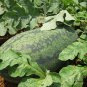 Tsamma Melon, Citrullus Lanatus Seed 1000 PCS, Watermelon Hei Meiren Xigua