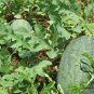 Tsamma Melon, Citrullus Lanatus Seed 1000 PCS, Watermelon Hei Meiren Xigua