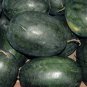 Tsamma Melon, Citrullus Lanatus Seed 1000 PCS, Watermelon Hei Meiren Xigua