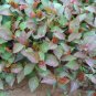 Umbellate Hydrangea, Strigose Hydrangea Seed 2000 PCS, Tian Cha