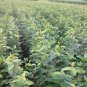 Umbellate Hydrangea, Strigose Hydrangea Seed 2000 PCS, Tian Cha