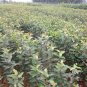 Umbellate Hydrangea, Strigose Hydrangea Seed 2000 PCS, Tian Cha
