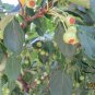 Umbellate Hydrangea, Strigose Hydrangea Seed 2000 PCS, Tian Cha