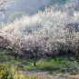 Vatica Mangachapoi, Deciduous Tree Seed 200 PCS, Qing Mei