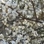 Vatica Mangachapoi, Deciduous Tree Seed 200 PCS, Qing Mei