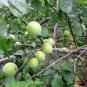 Vatica Mangachapoi, Deciduous Tree Seed 200 PCS, Qing Mei